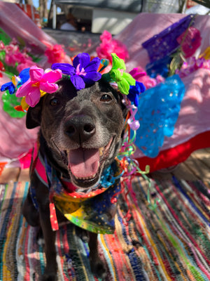 Howl-O-Ween at Hops and Hounds