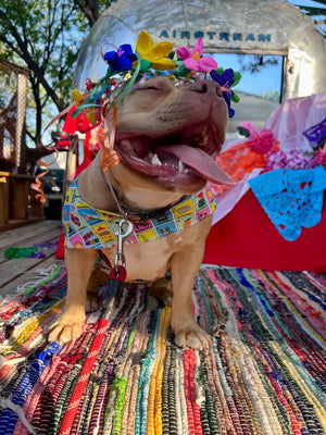 Howl-O-Ween at Hops and Hounds