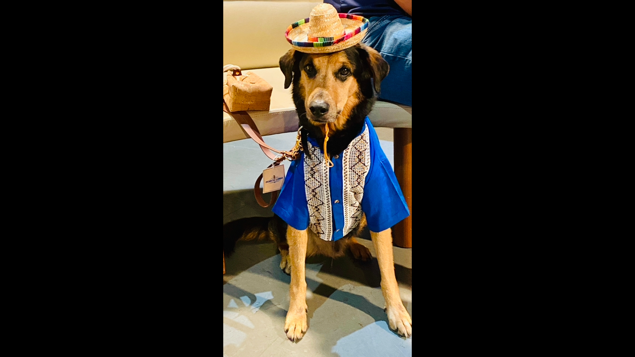 Pawlidays Market: Paint Your Pet at Midtown Meetup